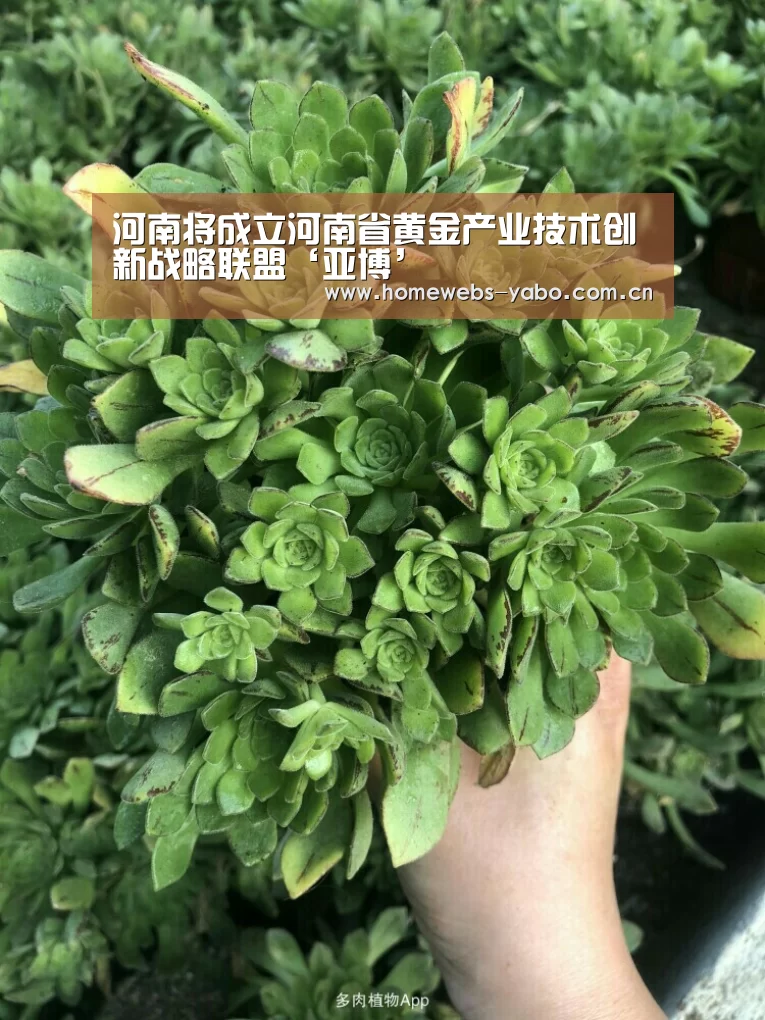 河南将成立河南省黄金产业技术创新战略联盟‘亚博’(图3) 亚博